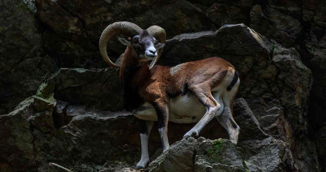 The Capricorn tarot card, showing the astrological symbolism of the sea-goat sign that shapes LeBron James's disciplined and legacy-building approach