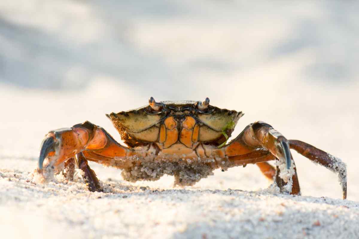 7 Cancer Spirit Animals You Should Know About!