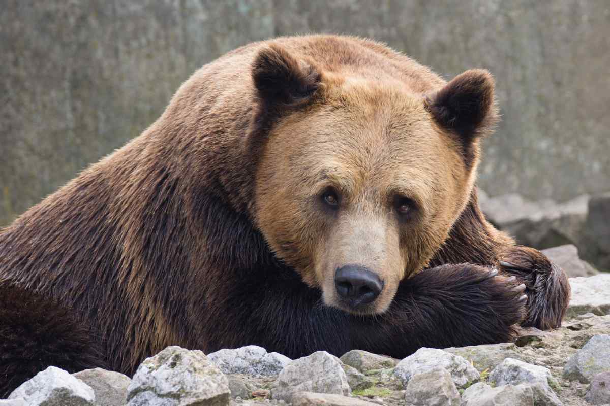 A grounded bear at rest in a forest, embodying the Taurus spirit animal of strength and calm