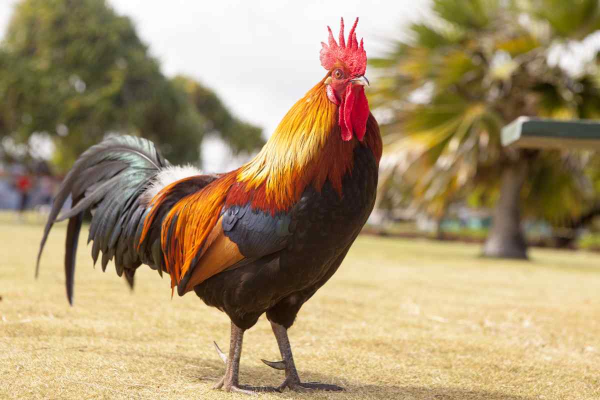 A detailed rooster standing proud and alert, representing the Virgo spirit animal of honesty and principled vigilance